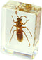REALBUG Wasp Paperweight (1.8x1.1x0.8)...