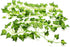 84Feet 12 Strands Artificial Flowers Greenery Fake Hanging Vine Plants Leaf Garland Hanging for Wedding Party Garden Outdoor Office Wall Decoratio...