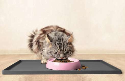 CatGuru Cat Bowls, Whisker Stress Free Cat Food Bowl, Reliefs Whisker Fatigue, Wide Cat Bowl, Non Slip Cat Food Bowls, Shallow Cat Dish, Cat Feedi...