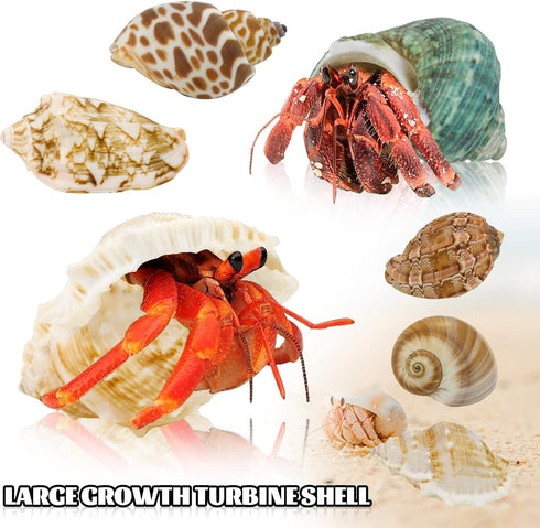 Hermit Crab Shell - Openning Size 0.6"-2" Medium to Large Growth Turbo Seashells Natural Sea Shells for Hermit Crab Supplies, Aquarium Décor, Naut...
