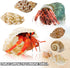Hermit Crab Shell - Openning Size 0.6"-2" Medium to Large Growth Turbo Seashells Natural Sea Shells for Hermit Crab Supplies, Aquarium Décor, Naut...