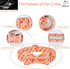 Fall Boy Dog Collar Bow Tie, Orange Striped Plaid Male Dog Collar with Safety Metal Buckle Adjustable Big Collars for Small Medium Large Dog,X-Lar...