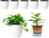 T4U 4 Inch Self Watering Pots for Indoor Plants, 6 Pack White Plastic Flower Pots for All House Plants, Flowers, African Violets...