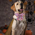 ARING PET Halloween Dog Collar-Cute Pink Pumpkin Dog Collar with Sailor Bowtie, Cotton Halloween Pumpkin Lamp Dog Collars with Metal Buckle...