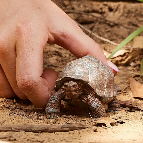 Schleich Wild Life Realistic Exotic Galapagos Giant Tortoise Figurine - WIld Animal FIgurine Giant Tortoise Toy for Wildlife Play and Imagination ...