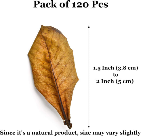 JOR 120 Pack Dwarf Frog Leaf Litter, Mini Indian Almond Leaves as Microfauna Habitat Tank Food Source, Substrate in Bioactive Terrarium & Vivarium...