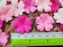 HukDok Artificial Flower Petals Mulberry Paper Flowers for DIY Crafts Scrapbooking Embellishment Wedding Doll House Supplies Card Mini Paper Flowe...