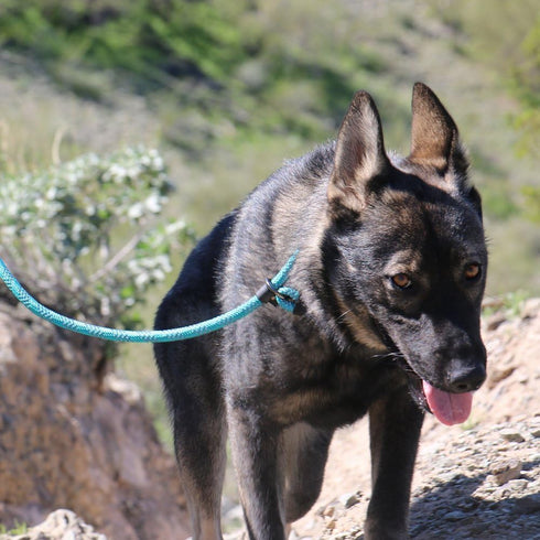 Max and Neo Rope Slip Lead Reflective 5 Foot - We Donate a Leash to a Dog Rescue for Every Leash Sold (PURPLE, 5FT X 1/2")...