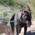 Max and Neo Rope Slip Lead Reflective 5 Foot - We Donate a Leash to a Dog Rescue for Every Leash Sold (PURPLE, 5FT X 1/2")...