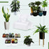 Plants Cleaning Wipes for Leaf Shine, Clean and Photosynthesis, Leaf Cleaner for House Plants Outdoor Plants (80 Wipes)...