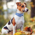 Cotton Plaid Shirt Style Dog Collar Soft Cute,Boy Dog Collar with Quick-Release Buckle,Adjustable Bow Tie Collar for Small Medium Large Dogs...