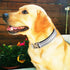 Reflective Dog Collar,Metal Buckle Soft Neoprene Padded Breathable Nylon Pet Collar Adjustable for Small Medium Large Boys Girls Dogs (White, Medi...