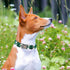 Elegant little tail Dog Collar, Green Plaid Pet Collar Dog Collar, St Patrick's Day Dog Collar, Holiday Pet Collar Cute Puppy Collar Adjustable Pe...