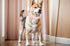 Breathable Cotton Dog Collar,Soft Padded,Cute Dog Collar,Heavy Duty Dog Collar,Adjustable for Small Medium Large Dog,Pink,Medium Size...
