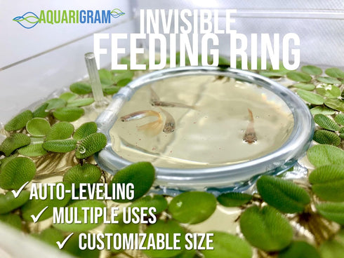 Invisible Feeding Ring (Customizable and Auto-Leveling) Food Portal for Floating Plant Aquariums and Fish Tanks (Standard 2.5" Feeding Ring)...