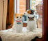 20781 Fine Porcelain Dog and Cat Salt and Pepper Shakers Set, 3-3/8" H...