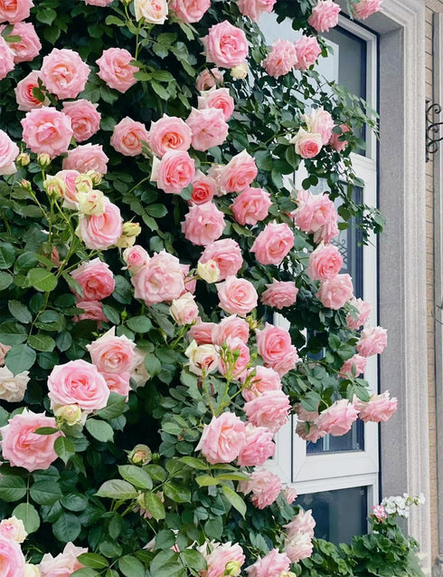 250+ Mix Climbing Roses Flowers Seeds -Rose Bushes Vine Climber Rose Seeds for Planting Outdoors-High Germination Rate Ornamental Your Garden...