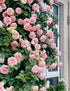 250+ Mix Climbing Roses Flowers Seeds -Rose Bushes Vine Climber Rose Seeds for Planting Outdoors-High Germination Rate Ornamental Your Garden...