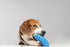 Squeaky Dog Plush Toy, Bite_Stick Collection, 8'', for Small and Medium Dogs (Eggplant)...