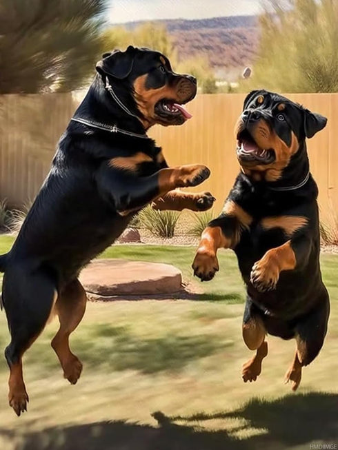 HMDIIMGE Diamond Painting Kits for Adults, Two Rottweilers Playing Catch in The Yard 5D DIY Diamond Art Kits Full Drill Diamond for Gift Wall Deco...