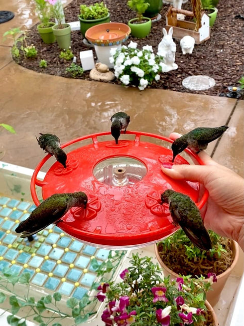 HighView 14 Oz Hummingbird Feeder Hanging Outdoor Nectar Feeding Station with 5 Ports and Perch...