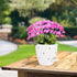 6 Inch Orchid Pots with Holes, 2 Pack Self Watering Planters for Orchids Plastic Orchid Pot Plant Flower Pots for Orchids Indoor Outdoor (White)...