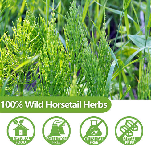 Premium 100 Horsetail Tea Bags, Made with 100% Wild Natural Horse Tail Herb, For Hair & Nail, No Additives & Caffeine Free-Cola De Caballo Hierba....