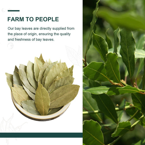 Soeos Bay Leaves Whole, 2 oz(57g), Non-GMO Verified, Dried Bay Leaf, Freshly Packed to Keep Fresh, Bay Laurel Herbs for Cooking,Bay Laurel Leaf, D...