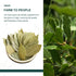 Soeos Bay Leaves Whole, 2 oz(57g), Non-GMO Verified, Dried Bay Leaf, Freshly Packed to Keep Fresh, Bay Laurel Herbs for Cooking,Bay Laurel Leaf, D...