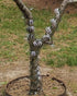 Comastbo40“ Raccoon Squirrel Spikes Deterrent for bird feeder pole,Tree baffle for Squirrel Raccoon Cat Deer,Good for Wall Barns Fence Roof with S...