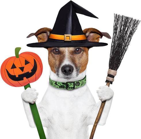 Halloween Dog Collar, Soft Comfy Halloween Themed Dog Collar with Spooky Ghost Skull Bat Cat Witch Tree Hat Pumpkin Pattern Halloween Dog Collar f...