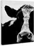 Stupell Industries Cow Face Portrait, Designed By Lettered and Lined, 16 x 20, Canvas Wall Art...