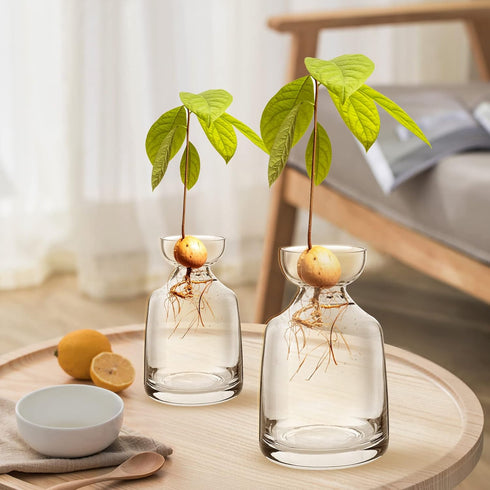 Avocado Seed Sprout Starter Planter Vase - Glass Avocado Tree Growing Vase Planter Pot Grow Avocado Trees Stickers at Garden Home for Planter Love...