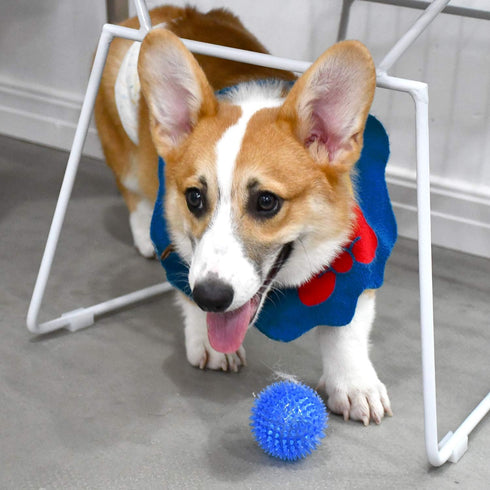 Squeaky Fetch Spike Balls TPR Toys for Pet Small Dogs Puppy Rubber 6 Pack Bright Colors Chew Teething Toys...