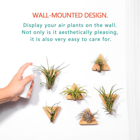 MITIME Air Plants Holders-Real Wood Live Air Plant Holders.Rustic Air Plant Stand,Wall-mounted to save space.(Plants not included)( Triangle Set o...