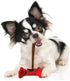 SPOT Treat Holder- Safety Device Bully Stick Holder & Yak Cheese Holder for Medium and Large Dogs, to Help Prevent Choking, 6in...