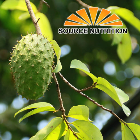 Soursop Tea by Source Nutrition - Pure Graviola, Cut and Sifted Leaves, High in Acetogenins - 30 Tea Bags With Resealable Pouch...