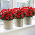 GTIDEA 4pcs Silk Flower Artificial Azalea Fake Faux Primroses Bouquet Arrangements DIY Home Garden Table Patio Wedding Party Christmas Decoration ...