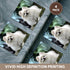 3dRose CST_4167_3 Pomeranian Ceramic Tile Coasters, Set of 4...