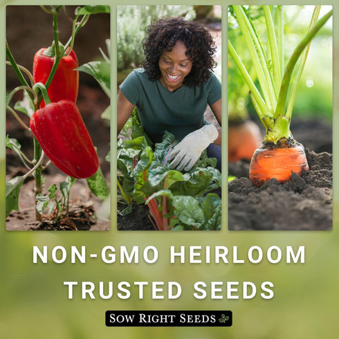 Sow Right Seeds - Arugula Seeds for Planting - Non-GMO Heirloom Seeds with Instructions to Plant a Home Vegetable Garden - Indoors, Hydroponics or...