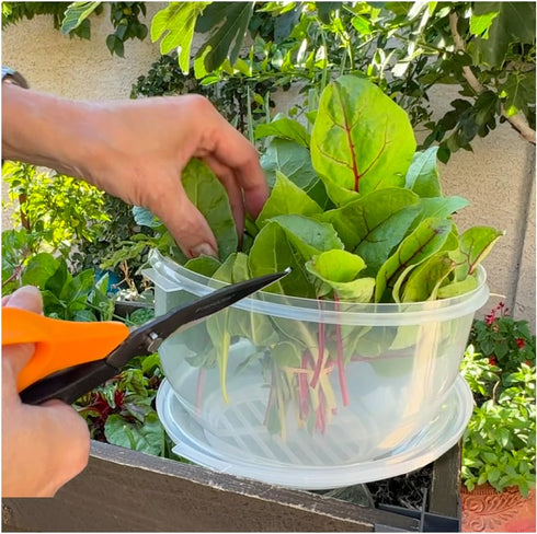 Trenton Gifts Lettuce And Vegatable Storage Keeper | 7" X 8"...