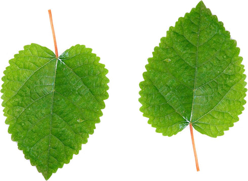 Awesome Aquatic Mulberry Shrimp Leaves Natural Botanical Leaf Food Organic Treat Aquarium Fish Shrimp Terrarium High Protein Vitamin Mineral Fiber...