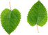 Awesome Aquatic Mulberry Shrimp Leaves Natural Botanical Leaf Food Organic Treat Aquarium Fish Shrimp Terrarium High Protein Vitamin Mineral Fiber...