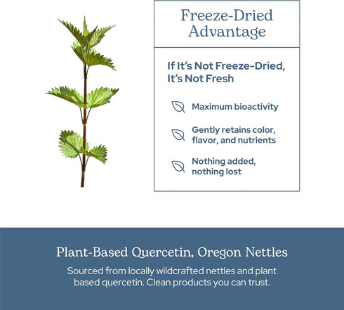 Eclectic Herb - Nettle Quercetin Capsules | Non-GMO, Vegan | 90 CT...