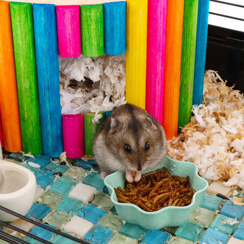 3 Pcs Hamster Food Bowl Small Cute Shape Food Dish for Hamster Rat Mice and Other Small Animals (Pink, Green and Blue)...