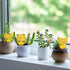 120 Pack Fungus Gnat Traps for House Indoor, Fungus Traps Fruit Fly Traps for Indoors Gnats Sticky Traps for Plants Yellow Sticky Traps for Gnats...