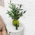 WILLBOND 8 Bundles Artificial Greenery Stems, Faux Olive Branches for Vases 43 Inch Tall Long Stem Olive Leaves Fake Plant for Floral Arrangement ...