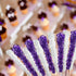 Extra Large Rock Candy Sticks: 6 Purple Rock Candy Sticks - Grape - Individually Wrapped for Party Favors, Candy Buffet, Showers, Receptions, Old ...