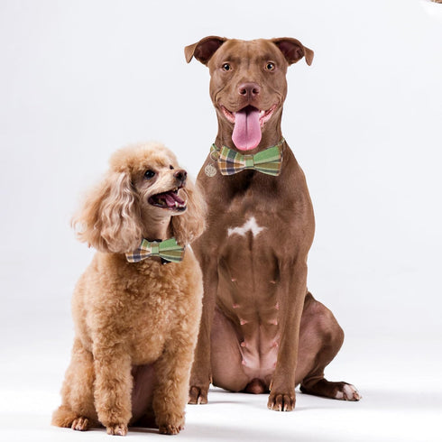 ADOGGYGO Plaid Dog Collar with Bowtie, Green Dog Collars with Detachable Bow tie Adjustable Soft Green Plaid Collars for Small Medium Large Dogs P...