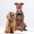 ADOGGYGO Plaid Dog Collar with Bowtie, Green Dog Collars with Detachable Bow tie Adjustable Soft Green Plaid Collars for Small Medium Large Dogs P...